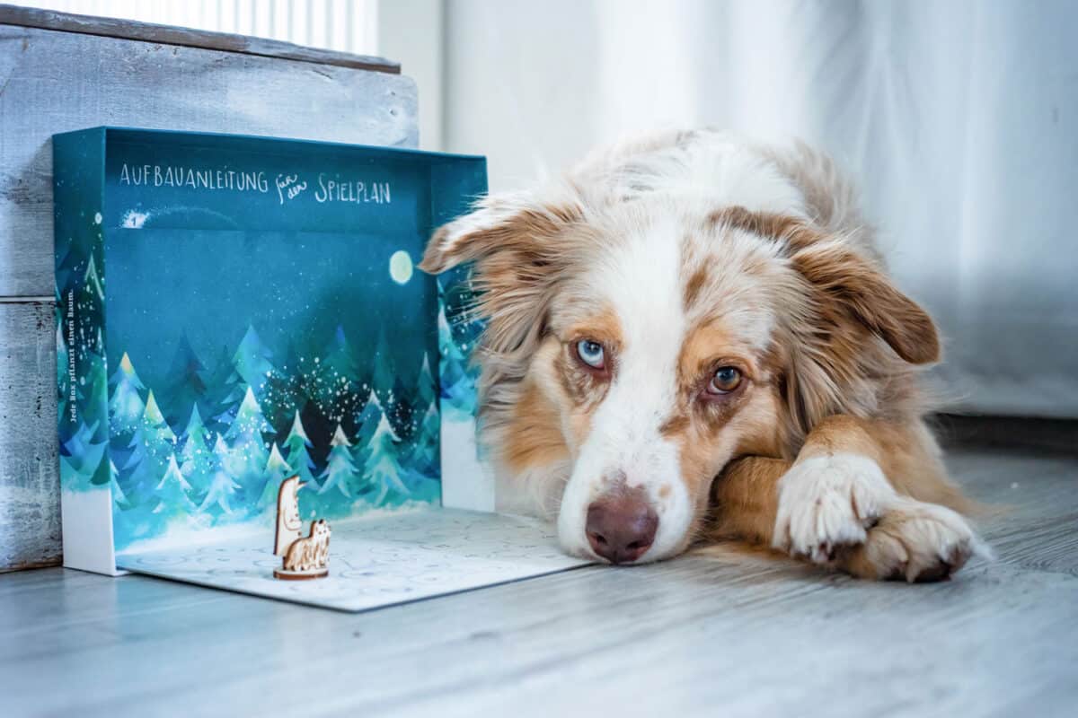 Australian Shepherd liegt neben dem aufgestellten Schnauzberts-Winterreise-Adventskalender mit winterlicher Wald-Spielszene